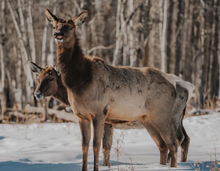 Elk-Cow-Calf