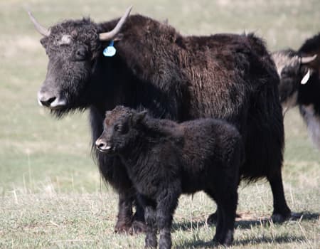 Yak-Cow-Calf